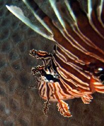 Lionfish, Ningaloo Reef - Western Australia by Penny Murphy 